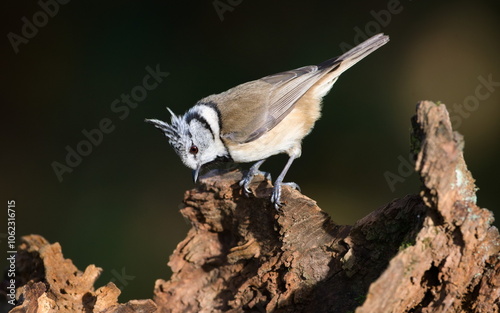 Lophophanes cristatus aka Crested tit on dry tree. Lovely small bird with topknot and red eyes. Clear blurred background. photo