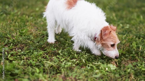 Active walking, searching jack russell terrier dog sniffs, smells in the grass