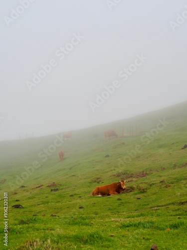 A brown cow is peacefully resting on a lush green hillside, surrounded by a misty ambiance that adds an ethereal touch to the serene landscape setting - Fanal Forest, Madeira, Portugal.