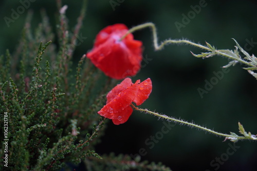 Mohnblumen