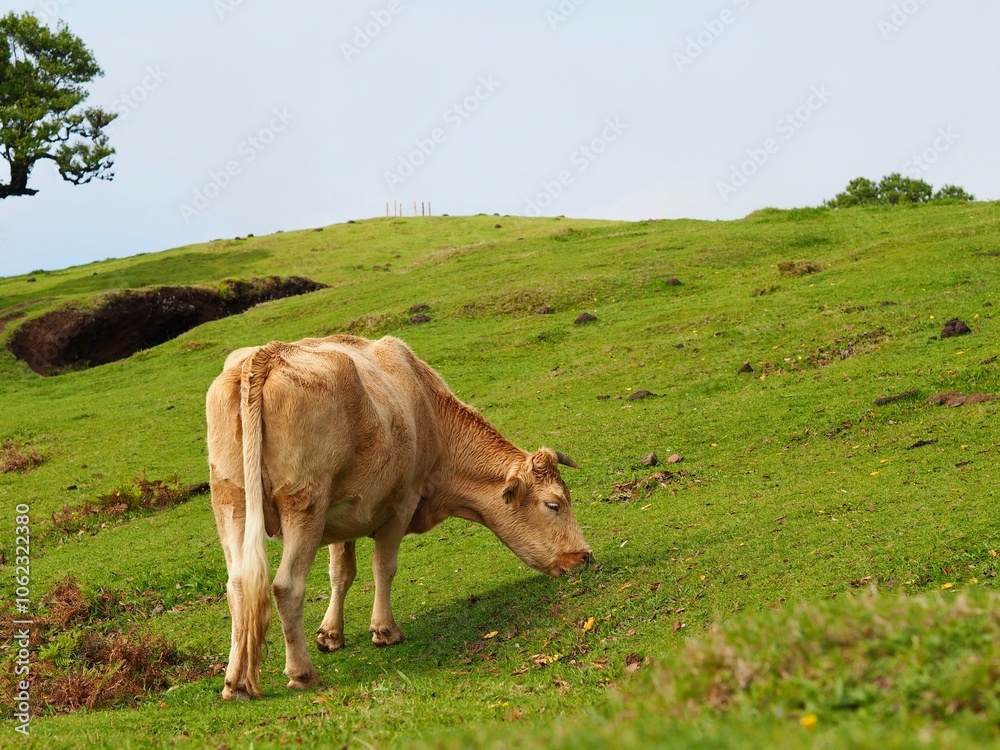 Amidst the vibrant field, a light brown cow grazes alone, symbolizing simplicity and tranquility, captured within the calm embrace of the countryside hills - Fanal Forest, Madeira, Portugal. Amidst the vibrant field, a light brown cow grazes alone, symbolizing simplicity and tranquility, captured within the calm embrace of the countryside hills - Fanal Forest, Madeira, Portugal.
