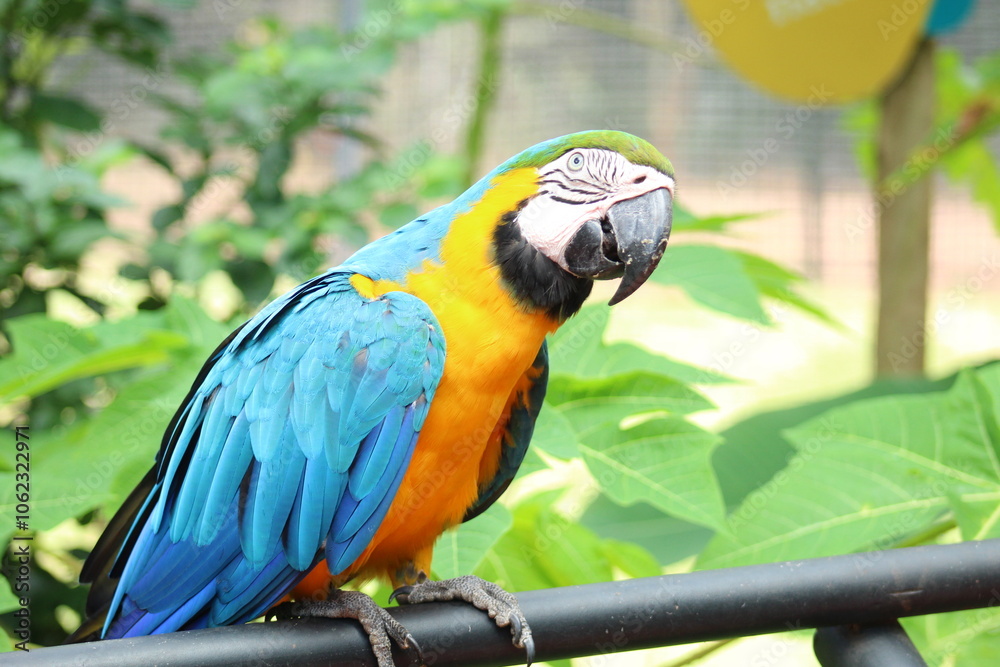 arara no parque zoobotânico em parauapebas, pará arara no parque zoobotânico em parauapebas, pará