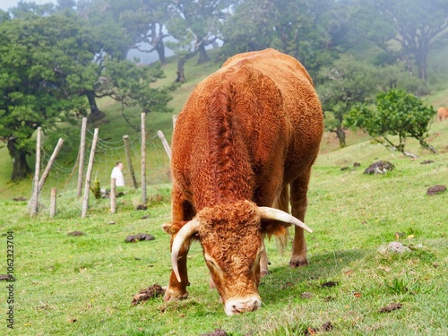 The majestic brown cow, characterized by its impressive horns, grazes peacefully in an expansive open field set against the backdrop of a lush and verdant landscape - Fanal Forest, Madeira, Portugal.