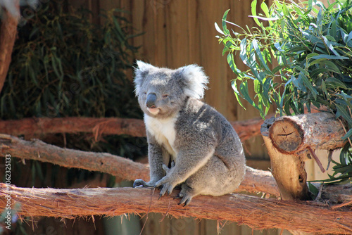 Koala Bear in Australia