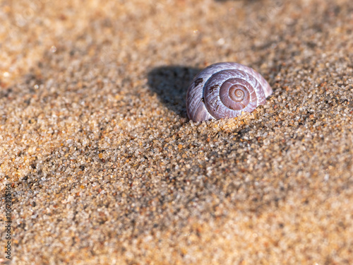 Pinky, spiral snail shell lying in clean silica sand. Macro image with copy space.