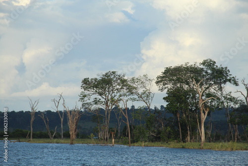 árvores mortas pela alagação do barramento do Rio Xingu em Altamira, Pará photo