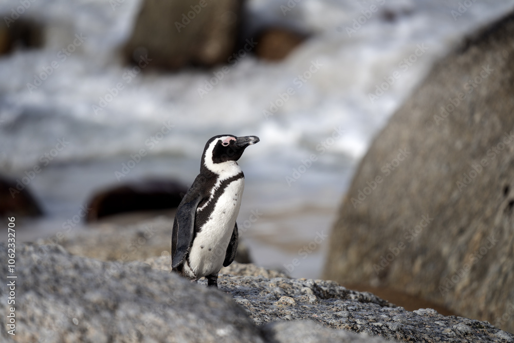Naklejka premium African penguin on the Boulders beach. Endangered species of penguin in Africa. Funny penguins are playing in the waves.