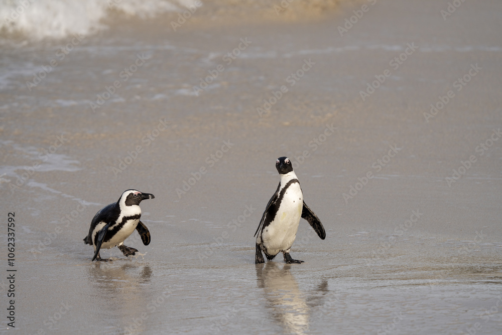 Obraz premium African penguin on the Boulders beach. Endangered species of penguin in Africa. Funny penguins are playing in the waves. 