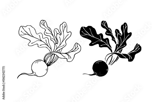 Line sketch, stamp, silhouette of vegetables, radish root. Vector graphics.