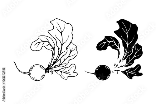 Line sketch, stamp, silhouette of vegetables, radish root. Vector graphics.