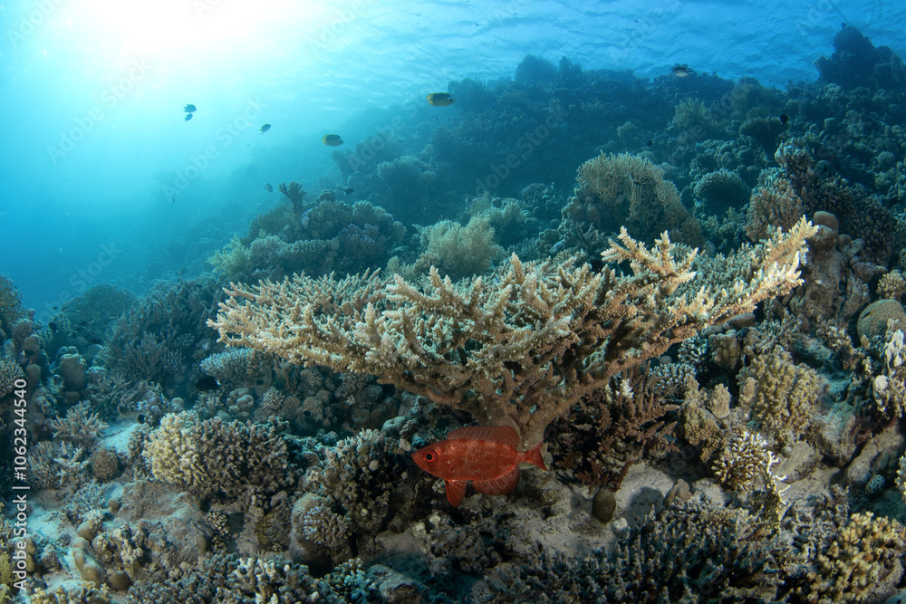 Fototapeta premium Priacanthus hamrur is hiding under the coral in Egypt. Red fish with big eye. Moontail bullseye in Red sea. 
