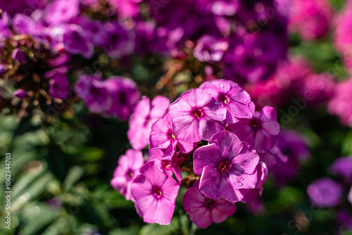 Beautiful natural landscape with purple flowers Phlox paniculata in the garden