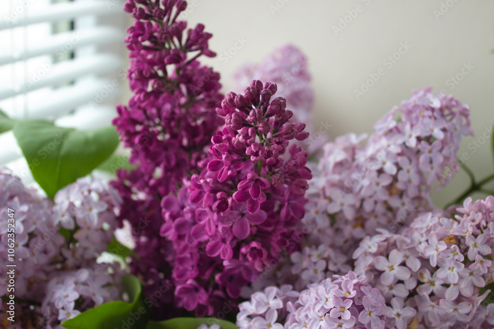Vibrant purple and lilac flowers Vibrant purple and lilac flowers