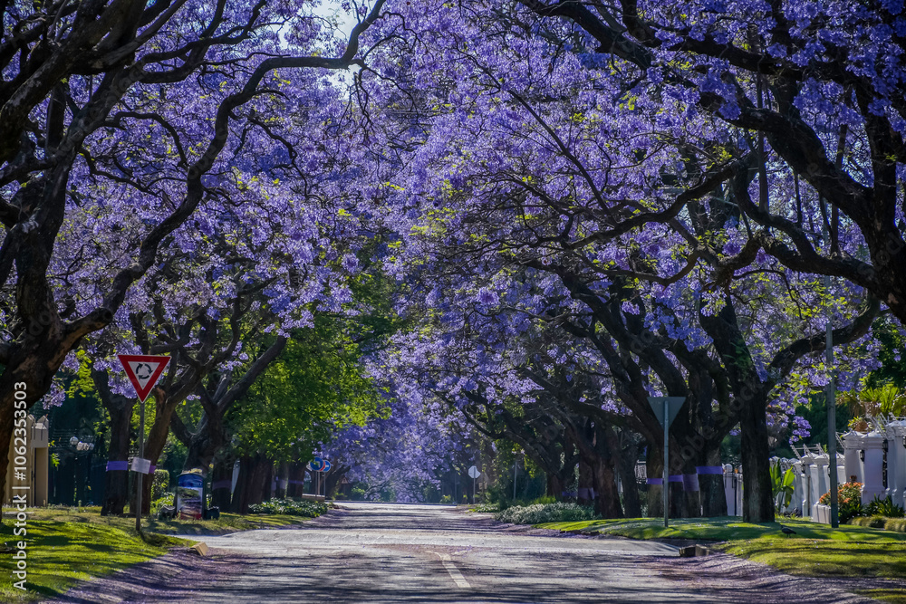 Fototapeta premium A picturesque street lined with vibrant purple jacaranda trees in full bloom in pretoria south africa