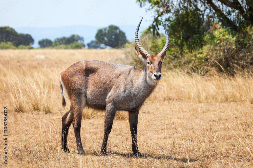 Defassa waterbuck Defassa waterbuck
