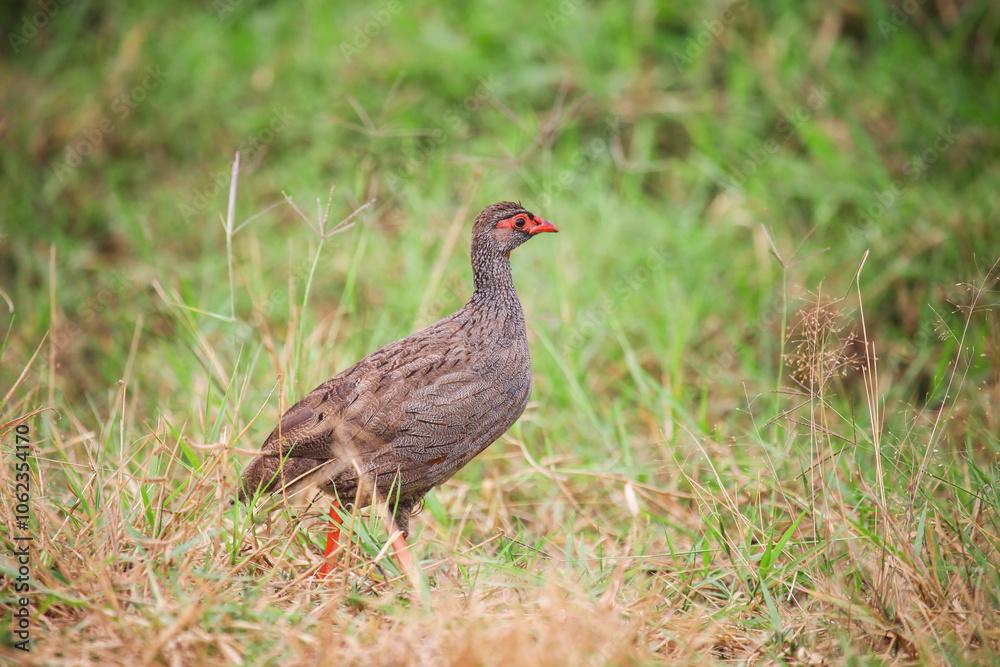 Red-necked spurfowl Red-necked spurfowl