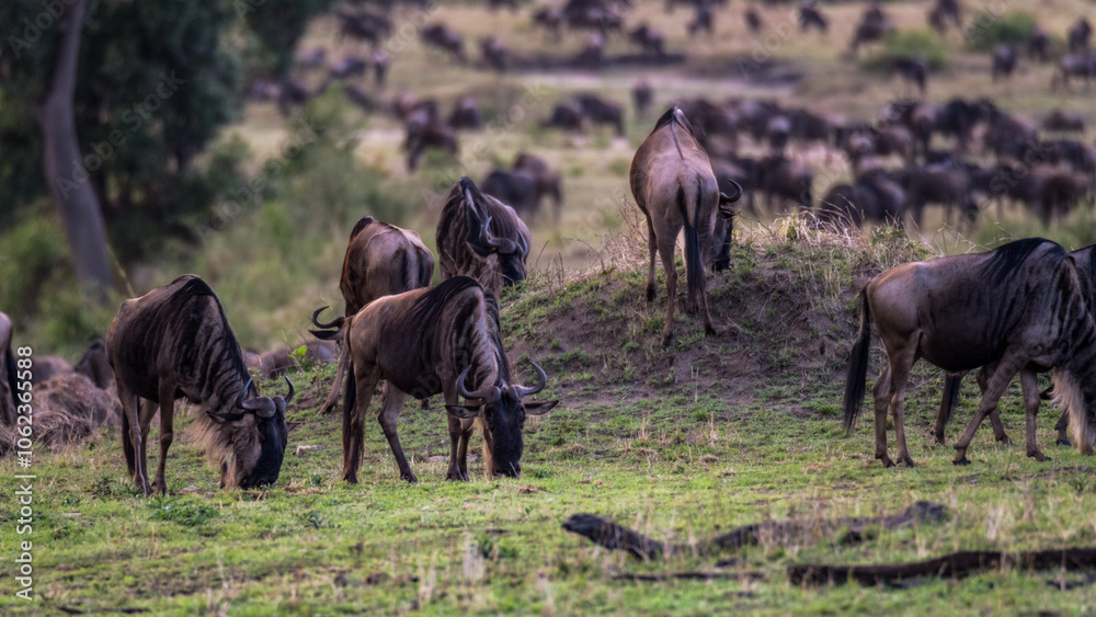 Fototapeta premium Die Wanderung der Gnus 