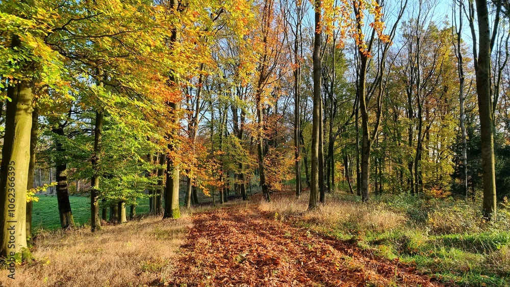 Fototapeta premium autumn in the forest