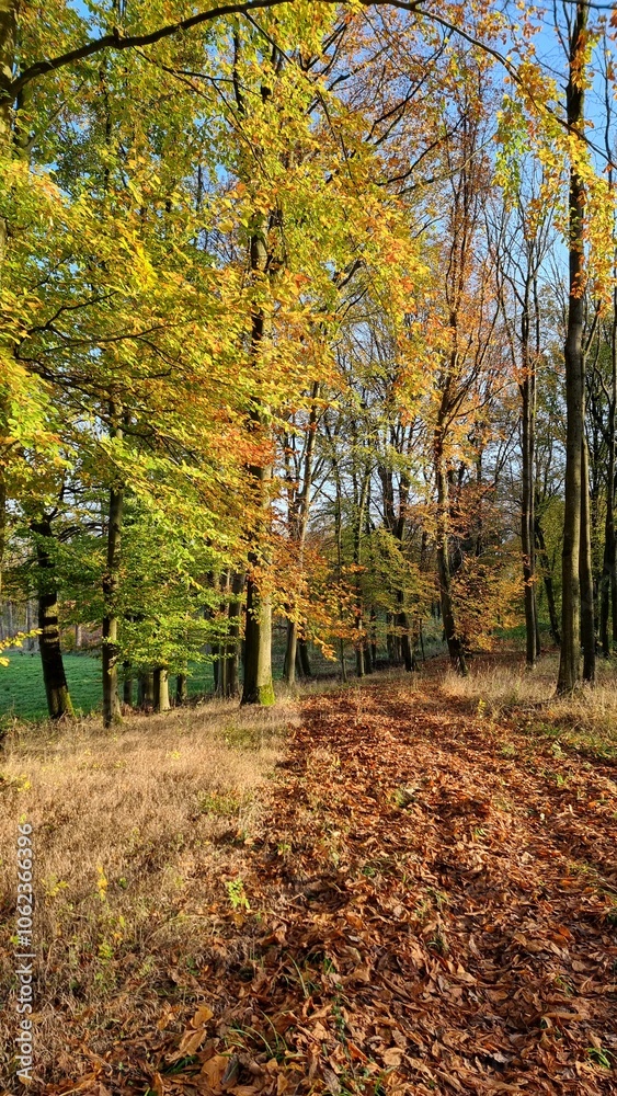 autumn ilight and mood n the forest autumn ilight and mood n the forest