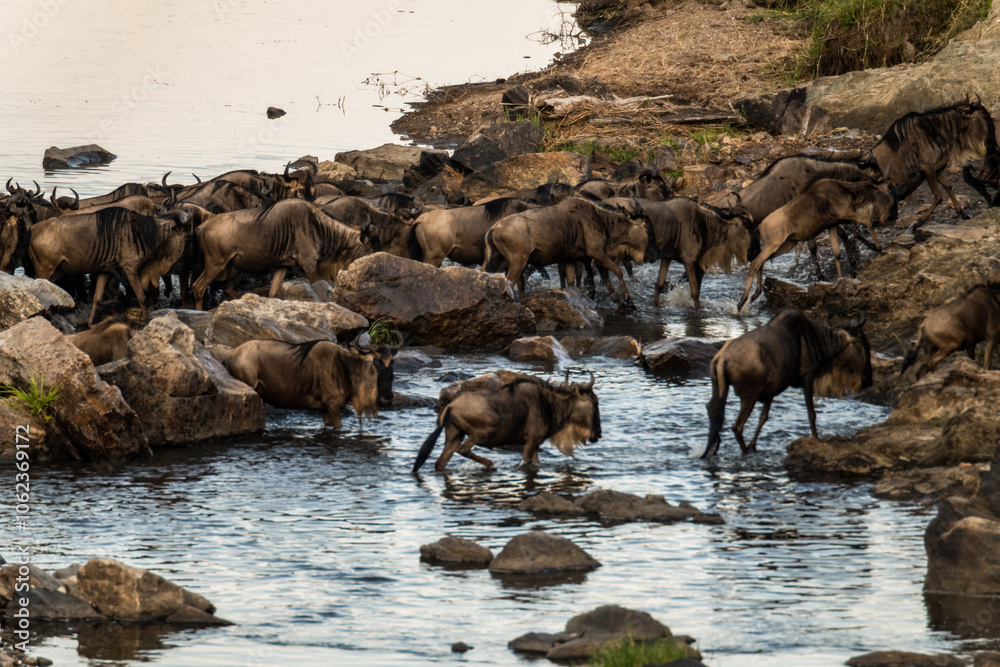 Die Wanderung der Gnus Die Wanderung der Gnus