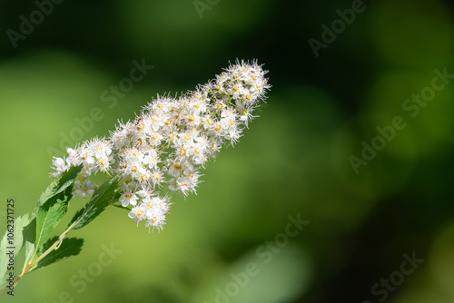 Close up of white meadowsweet (spiraea alba) flowers in bloom