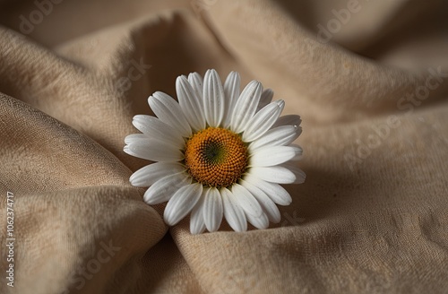 daisy in a hand