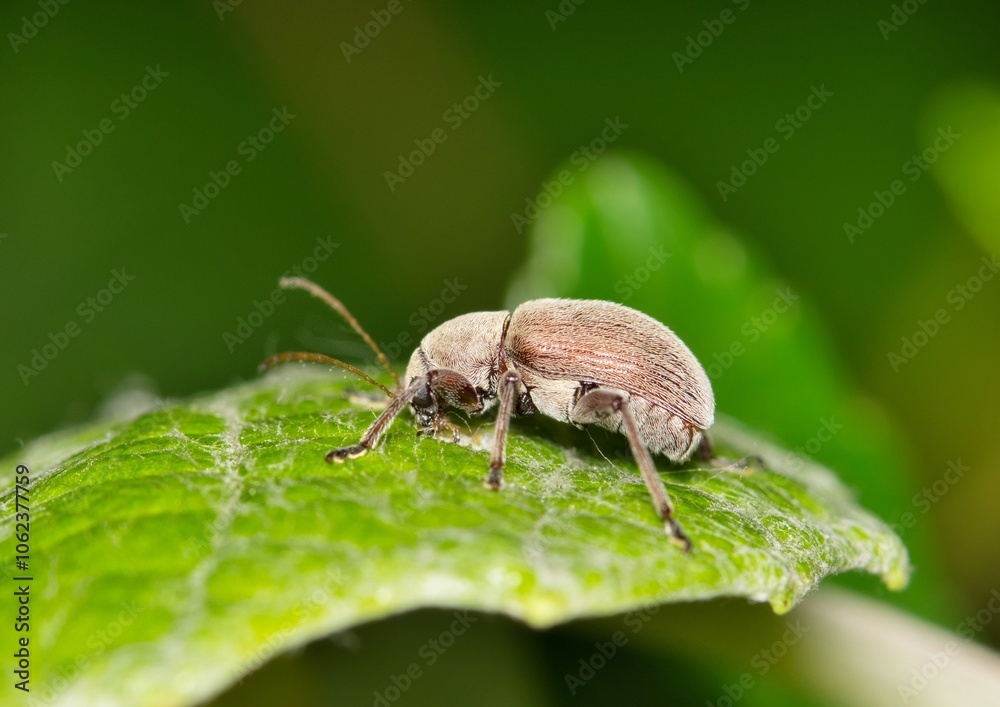Grape rootworm beetle Neofidia lurida nature insect pest control agriculture. Grape rootworm beetle Neofidia lurida nature insect pest control agriculture.