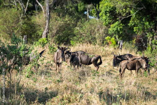 Die Wanderung der Gnus 