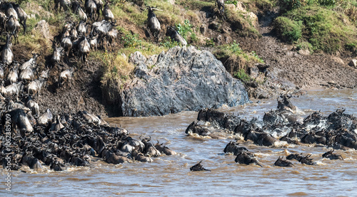 Die Wanderung der Gnus über den Mara Fluss