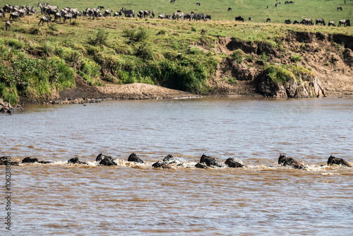 Die Wanderung der Gnus über den Mara Fluss