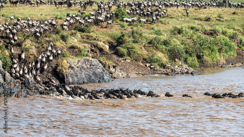 Die Wanderung der Gnus über den Mara Fluss