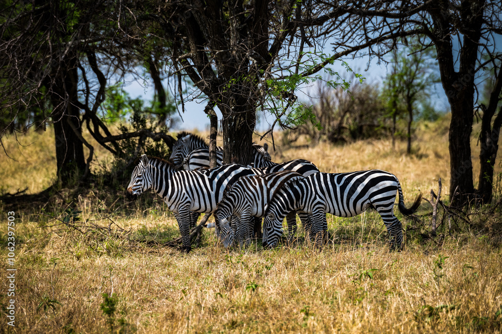 Obraz premium Quer durch die Serengeti