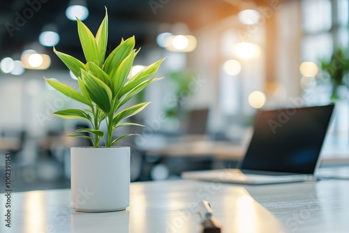 Small green plant in a white pot on an office desk with blurred background