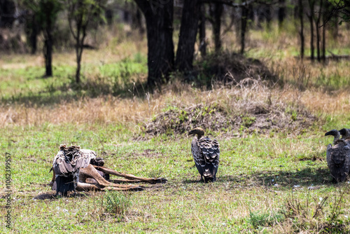 Quer durch die Serengeti photo