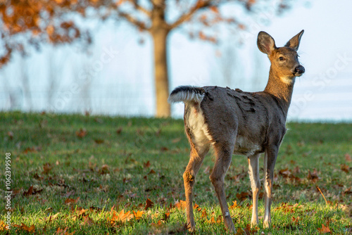 White-tailed deer (Odocoileus virginianus) in a Wisconsin field during October photo