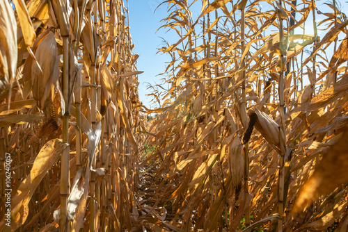 Wisconsin cornfields in October with sun in the sky photo