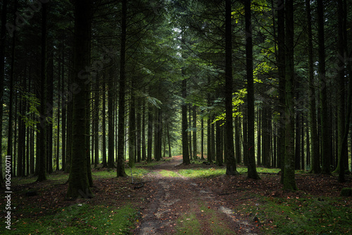 un chemin forestier dans un bois sombre avec quelques rayon de lumière