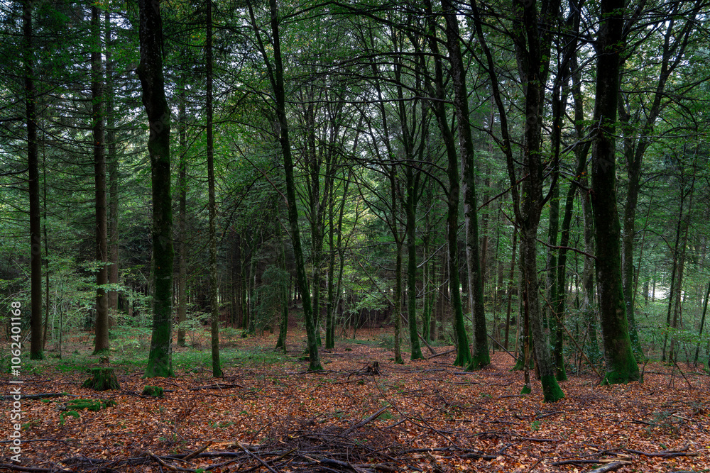 une forêt au sol couvert de feuilles rouges une forêt au sol couvert de feuilles rouges