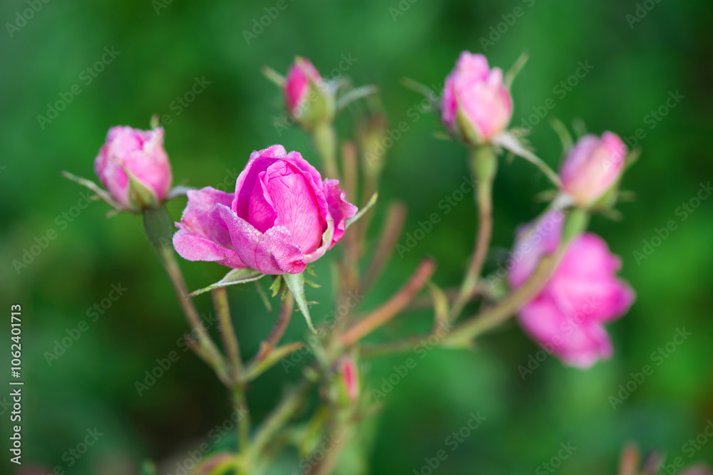 Close up of oil-bearing, flowering Rosa damascena, known as the Damask rose. Blured background. Organic natural concept. Close up of oil-bearing, flowering Rosa damascena, known as the Damask rose. Blured background. Organic natural concept.