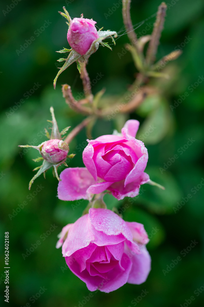 Close up of oil-bearing, flowering Rosa damascena, known as the Damask rose. Blured background. Organic natural concept. Close up of oil-bearing, flowering Rosa damascena, known as the Damask rose. Blured background. Organic natural concept.