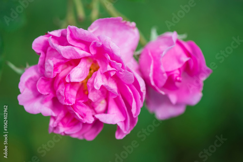 Close up of oil-bearing, flowering Rosa damascena, known as the Damask rose. Blured background. Organic natural concept.