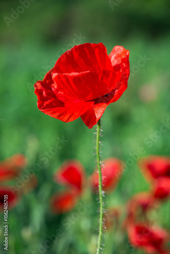 Wild poppies (Papaver rhoeas) blooming in the field in sunny day - selective focus