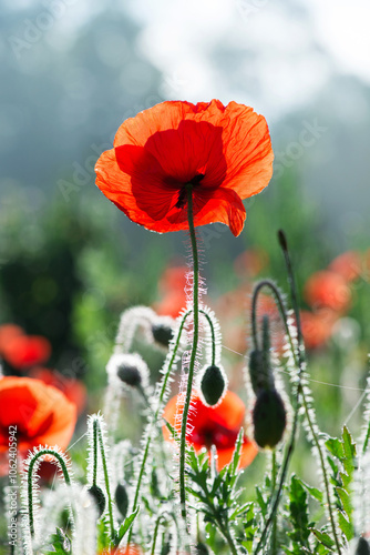 Wild poppies (Papaver rhoeas)  blooming in the field in sunny day - selective focus photo