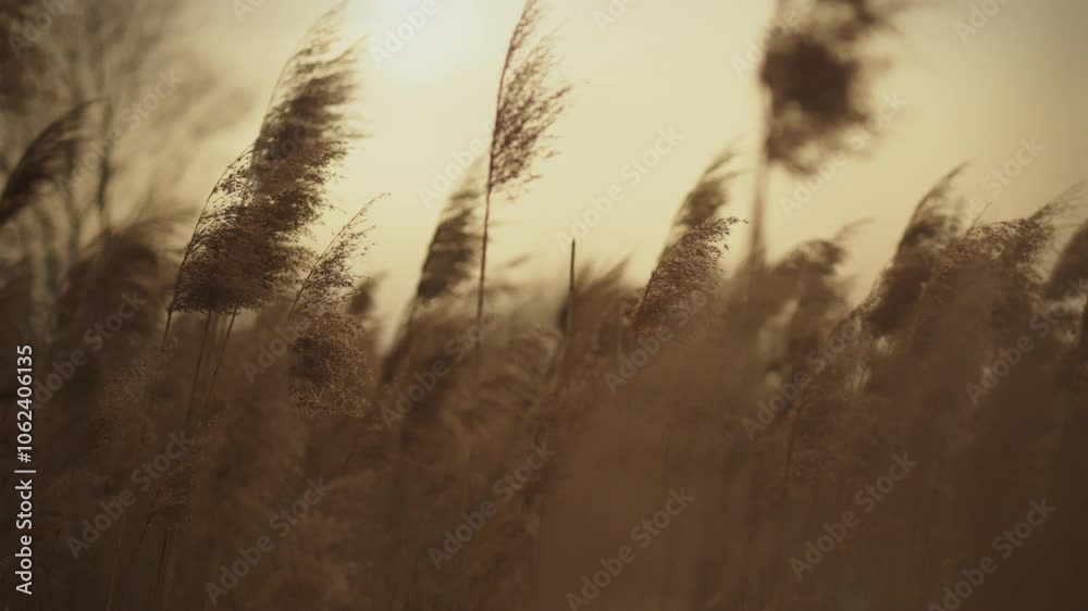 Tall grass bends gently in the wind as the sun sets, casting a warm golden light over the landscape, creating a serene and peaceful atmosphere in nature Tall grass bends gently in the wind as the sun sets, casting a warm golden light over the landscape, creating a serene and peaceful atmosphere in nature