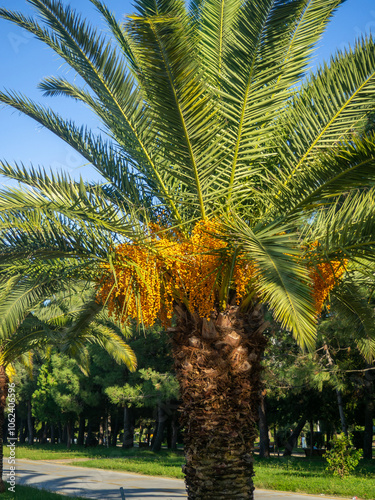Butia palm berries. Edible berries. Palm fruits. Botany. Southern trees. Orange fruits.