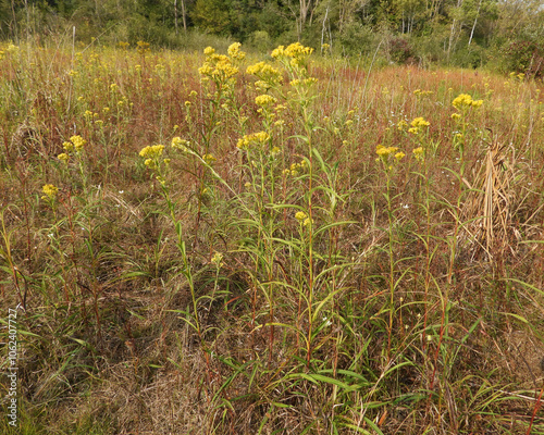 Solidago riddellii | Riddell's Goldenrod | Native North American Wetland Wildflower Wildflower photo