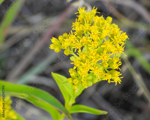 Solidago riddellii | Riddell's Goldenrod | Native North American Wetland Wildflower Wildflower