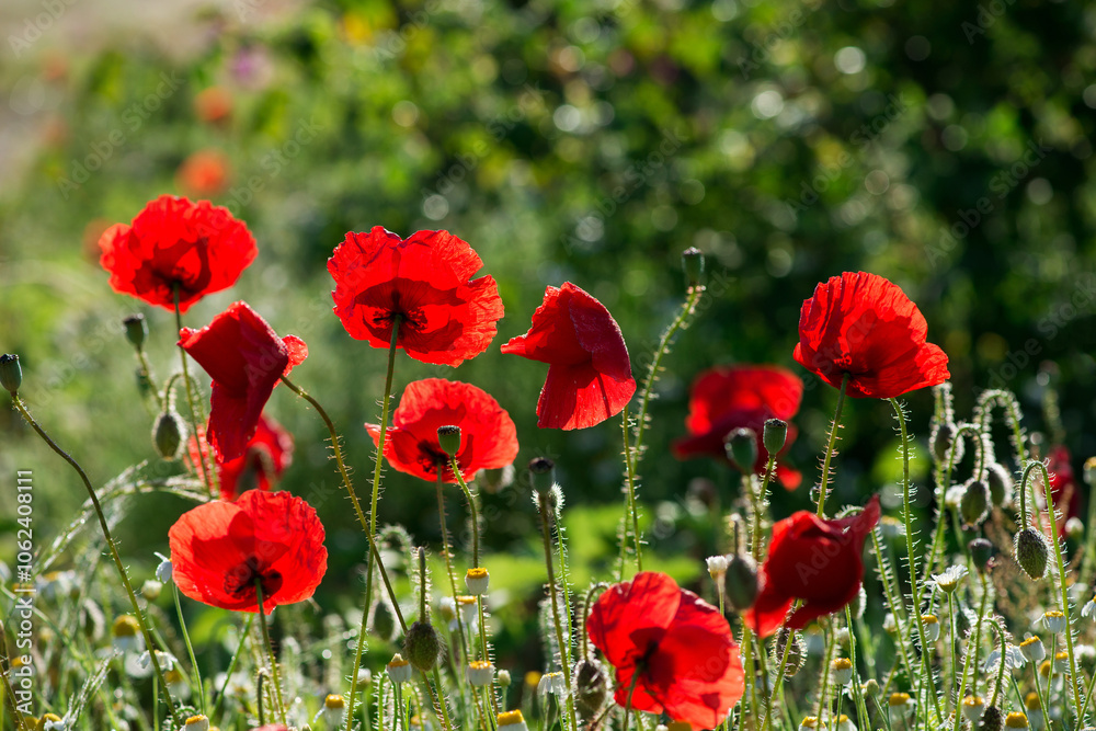 Fototapeta premium Wild poppies (Papaver rhoeas) blooming in the field in sunny day - selective focus