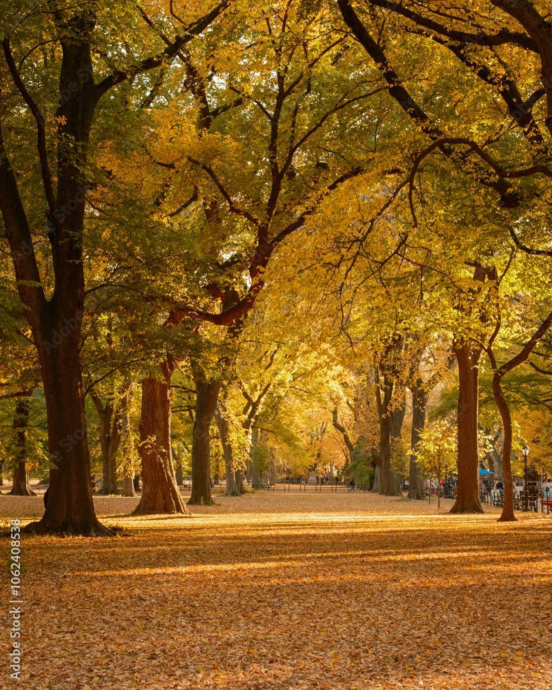 Naklejka premium Sunlight filters through autumn leaves, casting a warm glow on the pathway in Central Park, Manhattan, New York.