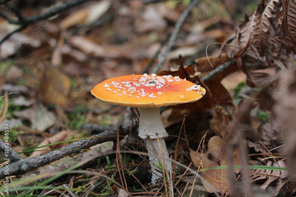 Toadstool in the forest
amanita, fly agaric, toadstool Toadstool in the forest
amanita, fly agaric, toadstool